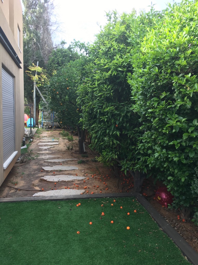 Casarão 7 cômodos Benyamina Benyamina 481-IBL-1