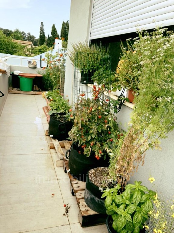 Casarão 7 cômodos Benyamina Benyamina 481-IBL-9